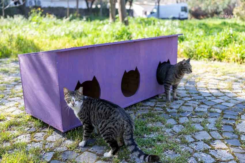 Bornova Belediyesi ve hayvanseverlerden iş birliği Bornova Belediyesi, Paterson Köşkü çevresinde “Kedili Park” olarak bilinen alanı