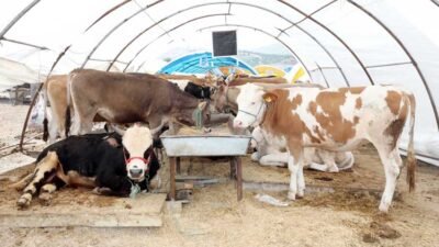 Yenimahalle Belediyesi Yakacık Kurban Satış ve Kesim Alanı’nda kurbanlık satışı