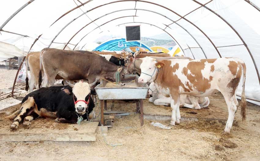 Yenimahalle Belediyesi Yakacık Kurban Satış ve Kesim Alanı’nda kurbanlık satışı