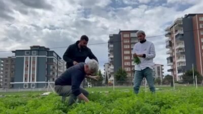 Adıyaman Belediyesi’ne ait Yeni Mahalle’deki 10 dönümlük üretim alanında yetiştirilen