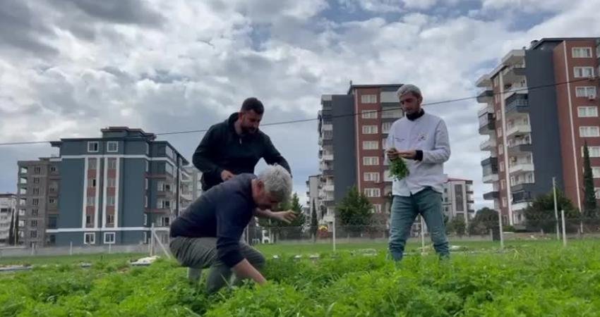 Adıyaman Belediyesi’ne ait Yeni Mahalle’deki 10 dönümlük üretim alanında yetiştirilen