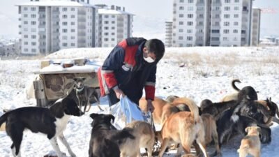 Ankara Büyükşehir Belediyesi, sahipsiz sokak hayvanlarının yaşam koşullarını iyileştirmek amacıyla