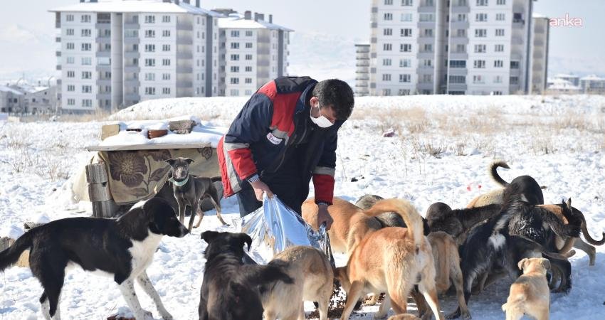 Ankara Büyükşehir Belediyesi’nden 8 milyonun üzerinde sokak hayvanına veterinerlik hizmeti Ankara Büyükşehir Belediyesi, sahipsiz sokak hayvanlarının yaşam koşullarını iyileştirmek amacıyla