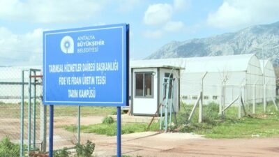 Antalya Büyükşehir Belediyesi, Alanya’nın coğrafi işaretli ürünü keçiboynuzunun üretimini yaygınlaştırmak