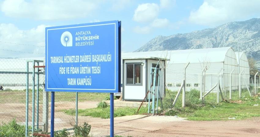 Antalya Büyükşehir Belediyesi’nden Alanya’nın coğrafi işaretli keçiboynuzuna destek Antalya Büyükşehir Belediyesi, Alanya’nın coğrafi işaretli ürünü keçiboynuzunun üretimini yaygınlaştırmak