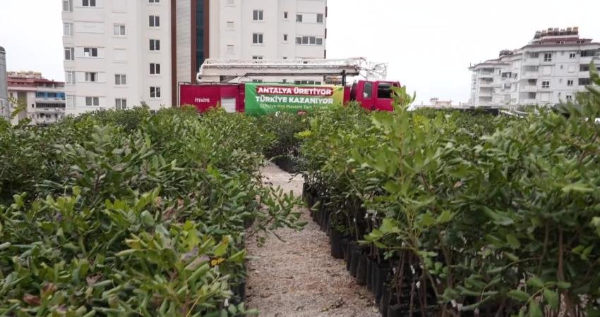 Antalya Büyükşehir Belediyesi tarafından Alanya’da üreticiye 5 bin adet aşılı