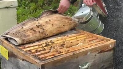 Artvin’de arıcılığın geliştirilmesi ve balın marka değerinin artırılması amacıyla düzenlenen