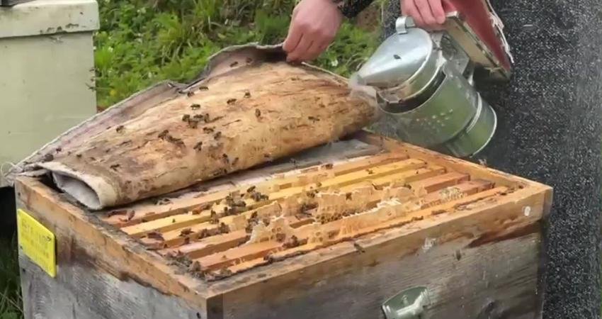 Artvin’de arıcılığın geliştirilmesi ve balın marka değerinin artırılması amacıyla düzenlenen