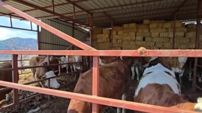 Aydın’ın Sultanhisar ilçesi İncialan Mahallesi’nde hayvancılık yapan üreticiler yem, saman