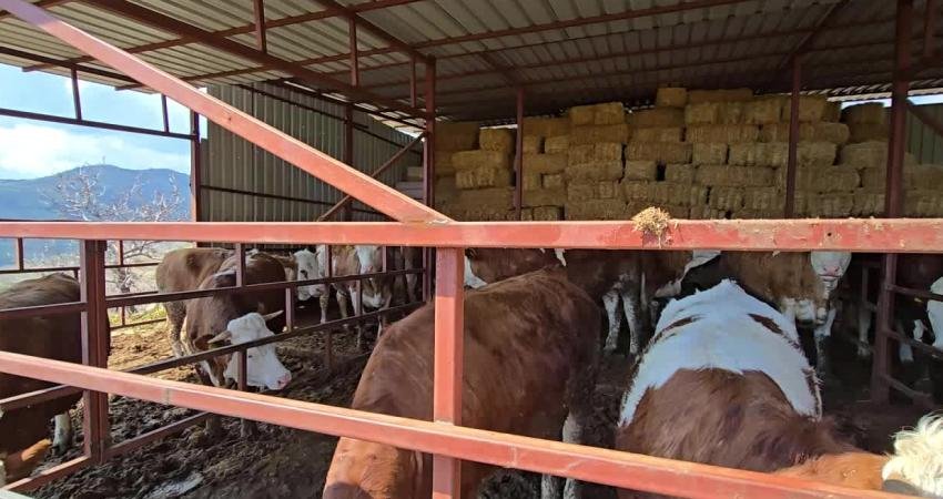 Aydın’ın Sultanhisar ilçesi İncialan Mahallesi’nde hayvancılık yapan üreticiler yem, saman