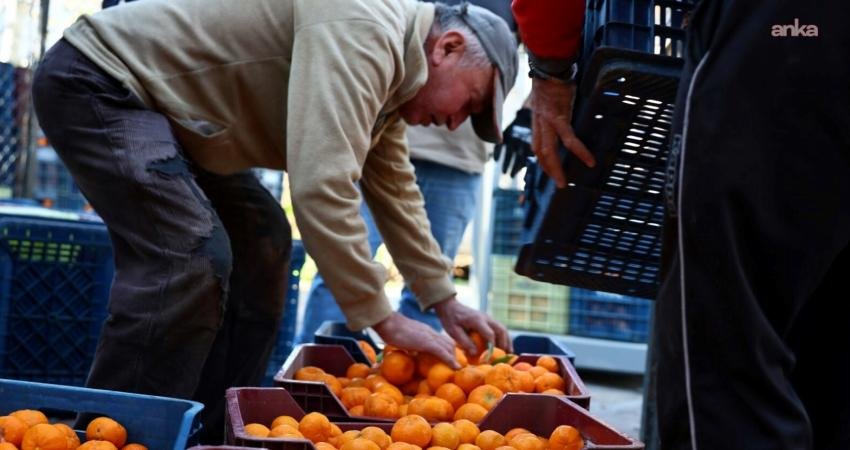 Bodrumlu mandalin üreticisine 5 milyon TL girdi desteği Bodrum Belediye A.Ş. ve Tarımsal Hizmetler Müdürlüğü iş birliği ile