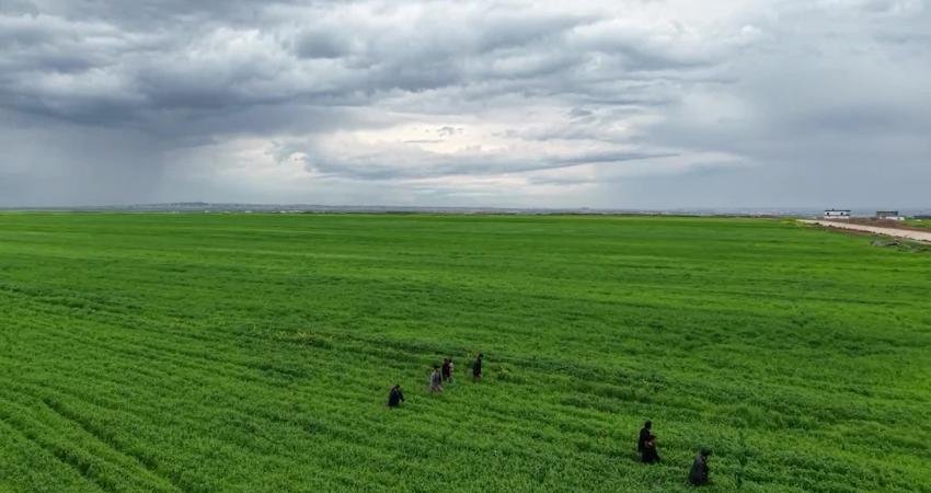 Diyarbakır’ın Bağlar ilçesinde kayıp ihbarı yapılan 3 yaşındaki Yazgül Kaya,