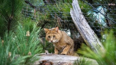 Eskişehir’de doğa sevgisini ve biyolojik çeşitliliği buluşturan Eskişehir Büyükşehir Belediyesi