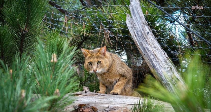 Eskişehir’de doğa sevgisini ve biyolojik çeşitliliği buluşturan Eskişehir Büyükşehir Belediyesi