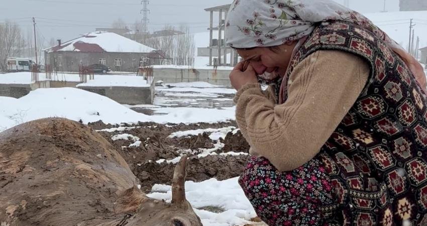 Hakkari’de çöken ahırda geçim kaynağı ineği kaybeden aile destek bekliyor Hakkari’nin Yüksekova ilçesinde etkili olan yoğun karın ağırlığına dayanamayarak çöken