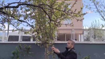 Iğdır'da gece saatlerinde hava sıcaklıklarının sıfırın altına düşmesi, özellikle erken