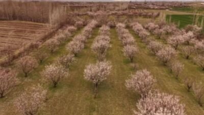 Türkiye’nin önemli kayısı üretim merkezlerinden Iğdır’da bahar, kayısı ağaçlarının çiçek