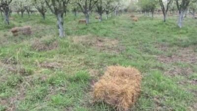 Iğdır’da kayısı üreticileri zirai dona karşı saman yakarak nöbet tuttu Iğdır'da kayısı üreticileri, beklenen zirai don tehlikesine karşı bahçelerinde gece