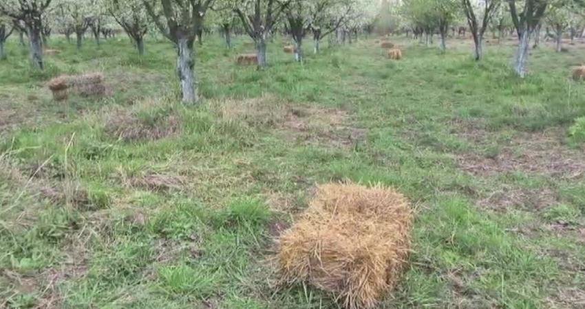 Iğdır'da kayısı üreticileri, beklenen zirai don tehlikesine karşı bahçelerinde gece