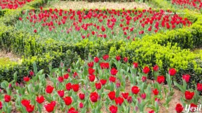 İstanbul Büyükşehir Belediyesi (İBB), kentin simgesi haline gelen laleleri bu