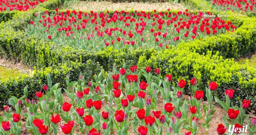 İstanbul Büyükşehir Belediyesi (İBB), kentin simgesi haline gelen laleleri bu