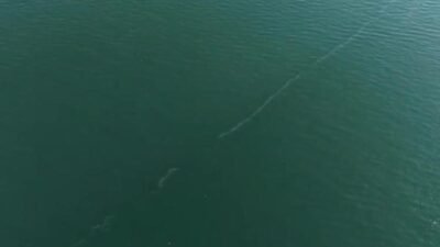 İzmir Büyükşehir Belediyesi’nin dron destekli rutin taramalarında, kasım ayından bu