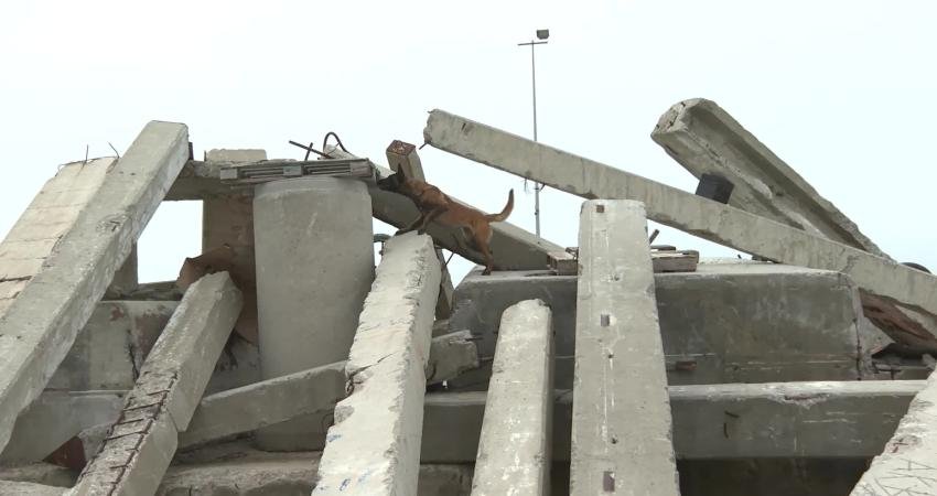 İzmir Büyükşehir Belediyesi İtfaiyesi K9 Birimi, Pako Sokak Hayvanları Kampüsü’nden