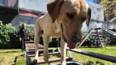 Kadıköy Belediyesi Kentsel Arama Kurtarma Takımı (BAK Kadıköy), AFAD’ın Köpekli