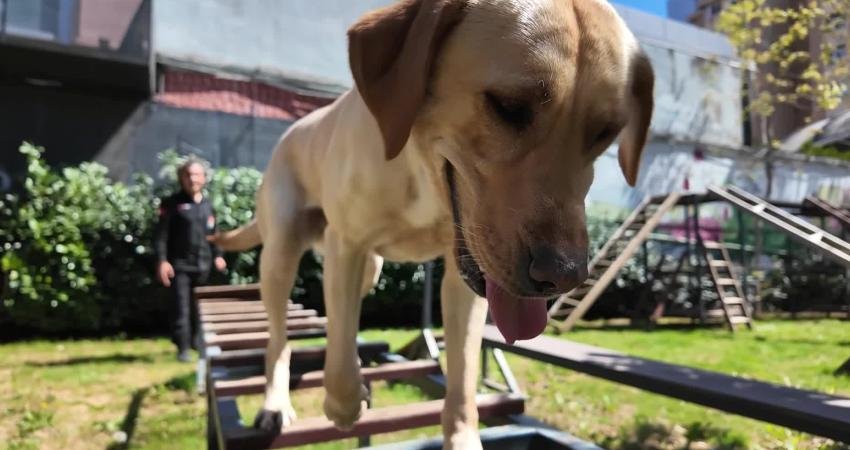 Kadıköy Belediyesi Kentsel Arama Kurtarma Takımı (BAK Kadıköy), AFAD’ın Köpekli