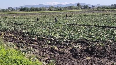 Osmaniye’de lahana hasadının ardından tarlada kalan ürünleri civardaki yurttaşlar topladı.