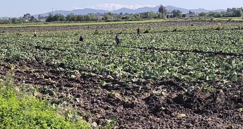 Osmaniye’de lahana hasadının ardından tarlada kalan ürünleri civardaki yurttaşlar topladı.