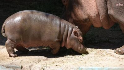 Kolombiya hükümeti, uyuşturucu baronu Pablo Escobar’ın 1980’lerde ülkeye getirdiği ve