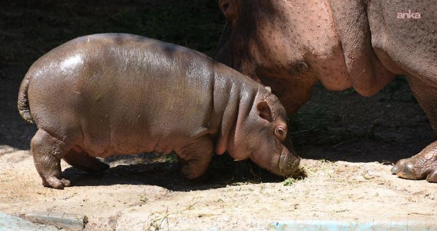 Kolombiya, Escobar’dan kalan su aygırlarının bir bölümünün itlaf edilmesine onay verdi Kolombiya hükümeti, uyuşturucu baronu Pablo Escobar’ın 1980’lerde ülkeye getirdiği ve