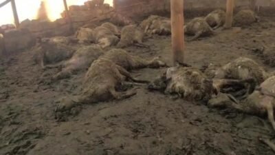 Malatya’nın Arguvan ilçesine bağlı Bozburun Mahallesi'nde gece saatlerinde ağıla giren