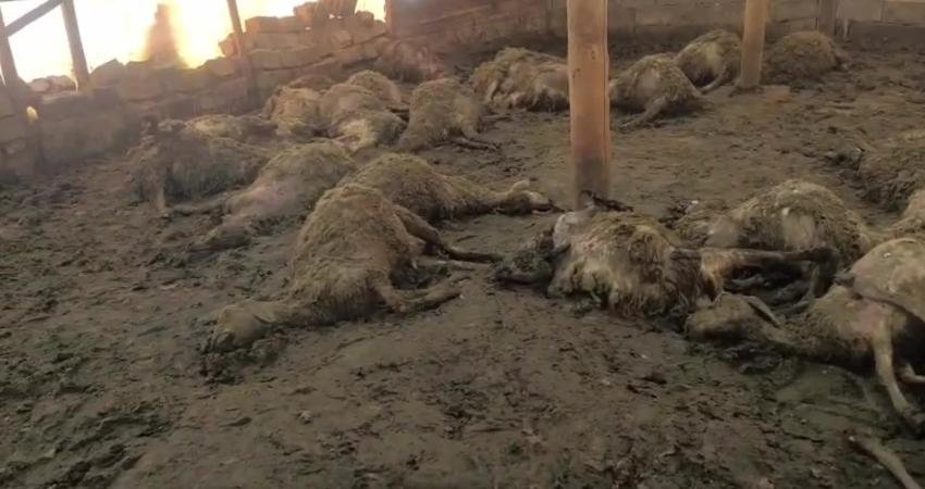 Malatya’nın Arguvan ilçesine bağlı Bozburun Mahallesi'nde gece saatlerinde ağıla giren