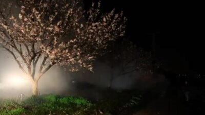 Malatya’da hava sıcaklıklarının mevsim normallerinin altına düşmesiyle birlikte kayısı başta