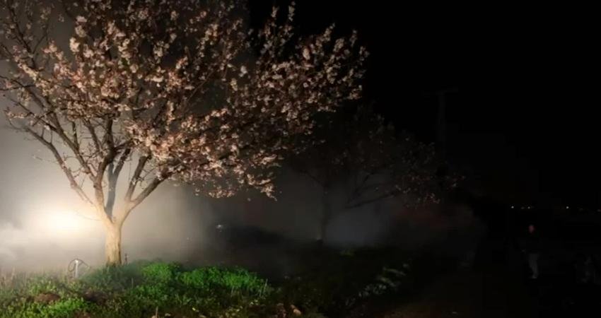 Malatya’da hava sıcaklıklarının mevsim normallerinin altına düşmesiyle birlikte kayısı başta