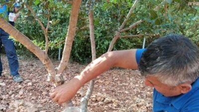 Muğla Büyükşehir Belediyesi’nin kırsalda üretimi çeşitlendirmek ve üreticilere yeni gelir