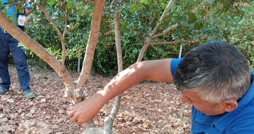 Muğla Büyükşehir Belediyesi’nin çalışmalarıyla kırsalda dayanışma büyüyor Muğla Büyükşehir Belediyesi’nin kırsalda üretimi çeşitlendirmek ve üreticilere yeni gelir