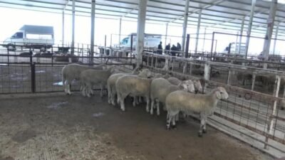 Aydın’ın Nazilli ilçesinde kurbanlık satışları başlarken; üreticiler maliyetlerin artmasından, vatandaşlar
