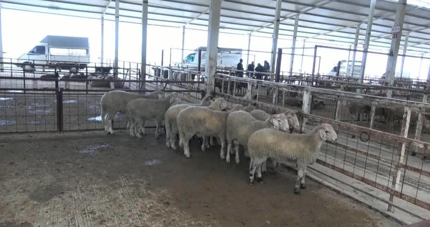 Aydın’ın Nazilli ilçesinde kurbanlık satışları başlarken; üreticiler maliyetlerin artmasından, vatandaşlar