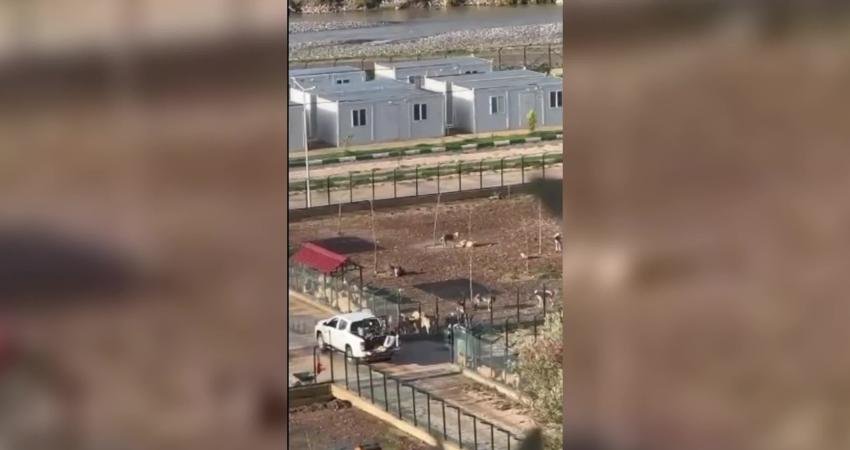 Osmaniye’deki geçici hayvan barınağından sosyal medyaya yansıyan görüntüler üzerine bir