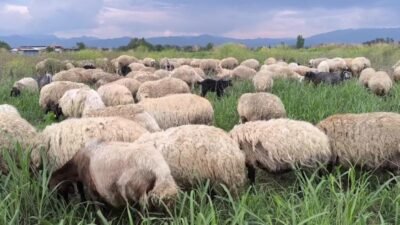 Kurban Bayramı yaklaşırken Osmaniye’nin Kadirli ilçesindeki besiciler, artan yem, saman