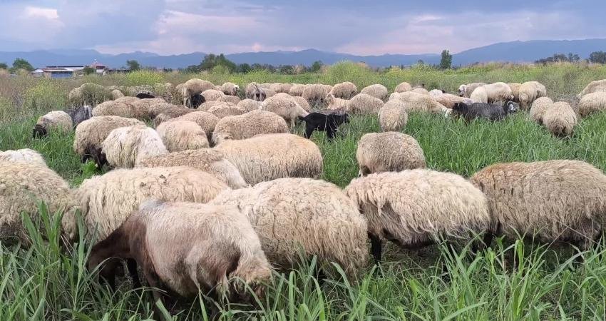 Kurban Bayramı yaklaşırken Osmaniye’nin Kadirli ilçesindeki besiciler, artan yem, saman