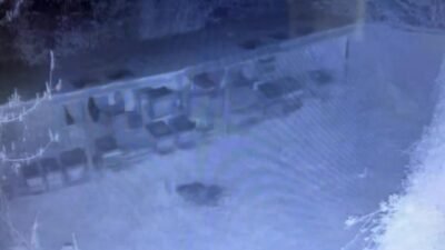 Sinop’un Ayancık ilçesinde yerleşim yerlerine inen ayı, bir üreticiye ait