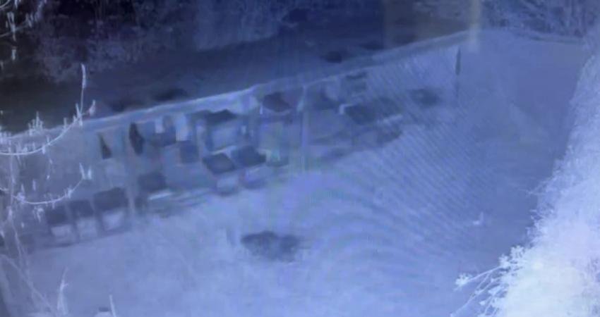 Sinop’un Ayancık ilçesinde yerleşim yerlerine inen ayı, bir üreticiye ait