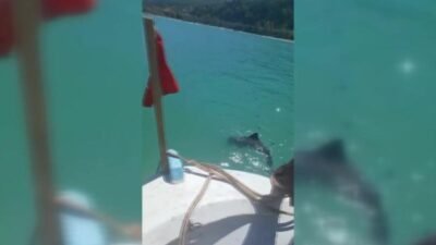 Sinop'ta ağa takılan yunus yavrusu, balıkçı tarafından kurtarılarak denize bırakıldı.