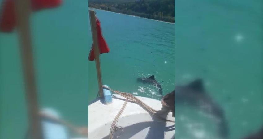 Sinop'ta ağa takılan yunus yavrusu, balıkçı tarafından kurtarılarak denize bırakıldı.