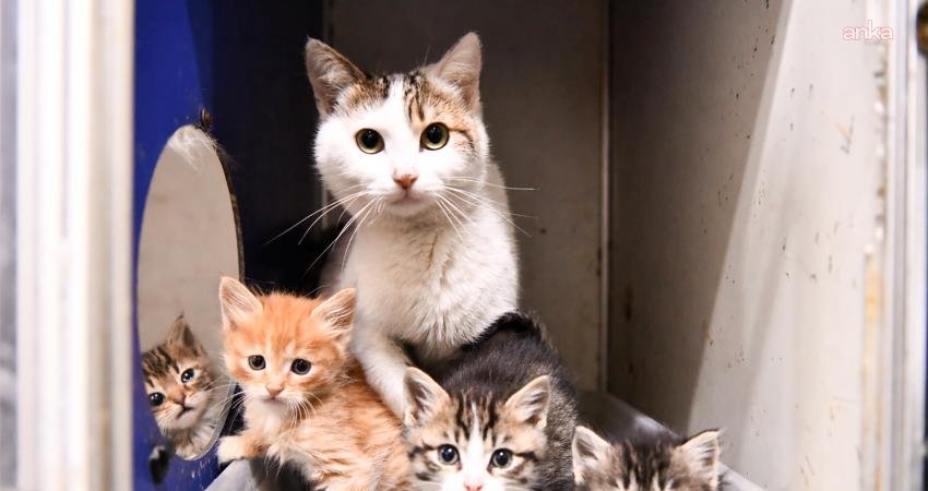 Tepebaşı Belediyesi Doğal Yaşam Merkezi, sahipsiz hayvanlara yönelik örnek çalışmalarıyla