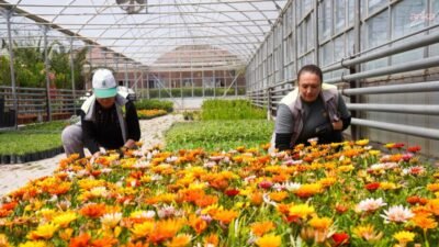 Tepebaşı Belediyesi Park ve Bahçeler Müdürlüğü’ne bağlı seralarda yetiştirilen çiçekler,